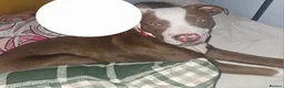 Mixed Breed dogs for sale: Thunder - Advert 4