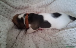 Beagle dogs for sale: KC Registered beagle puppies - Image 28