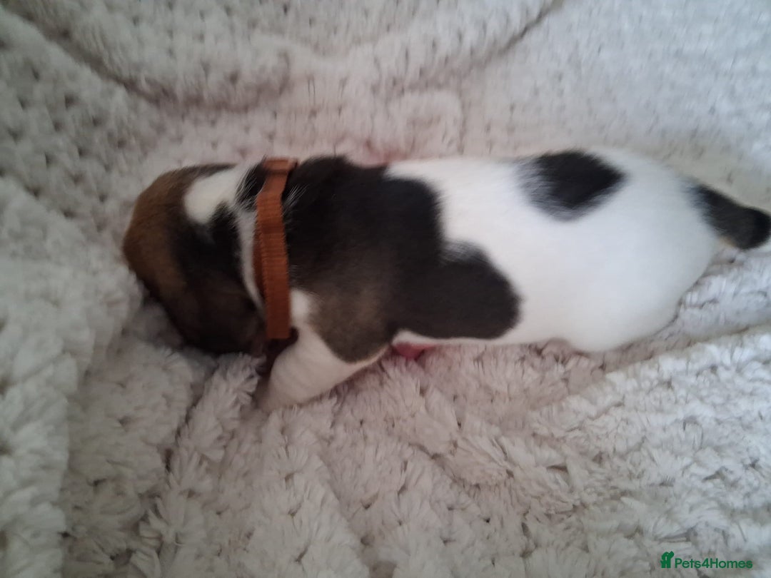 Beagle dogs for sale: KC Registered beagle puppies - Image 28