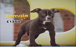 Olde English Bulldogge dogs for sale: COUNCIL APPROVED⭐️5⭐️RATED LICENSE 23 YEARS EXPERT - Image 9