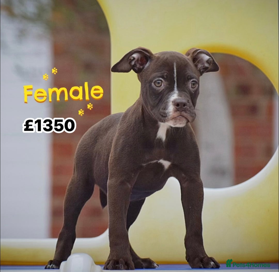 Olde English Bulldogge dogs for sale: COUNCIL APPROVED⭐️5⭐️RATED LICENSE 23 YEARS EXPERT - Image 9