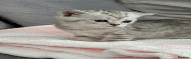 Venom - V on forehead