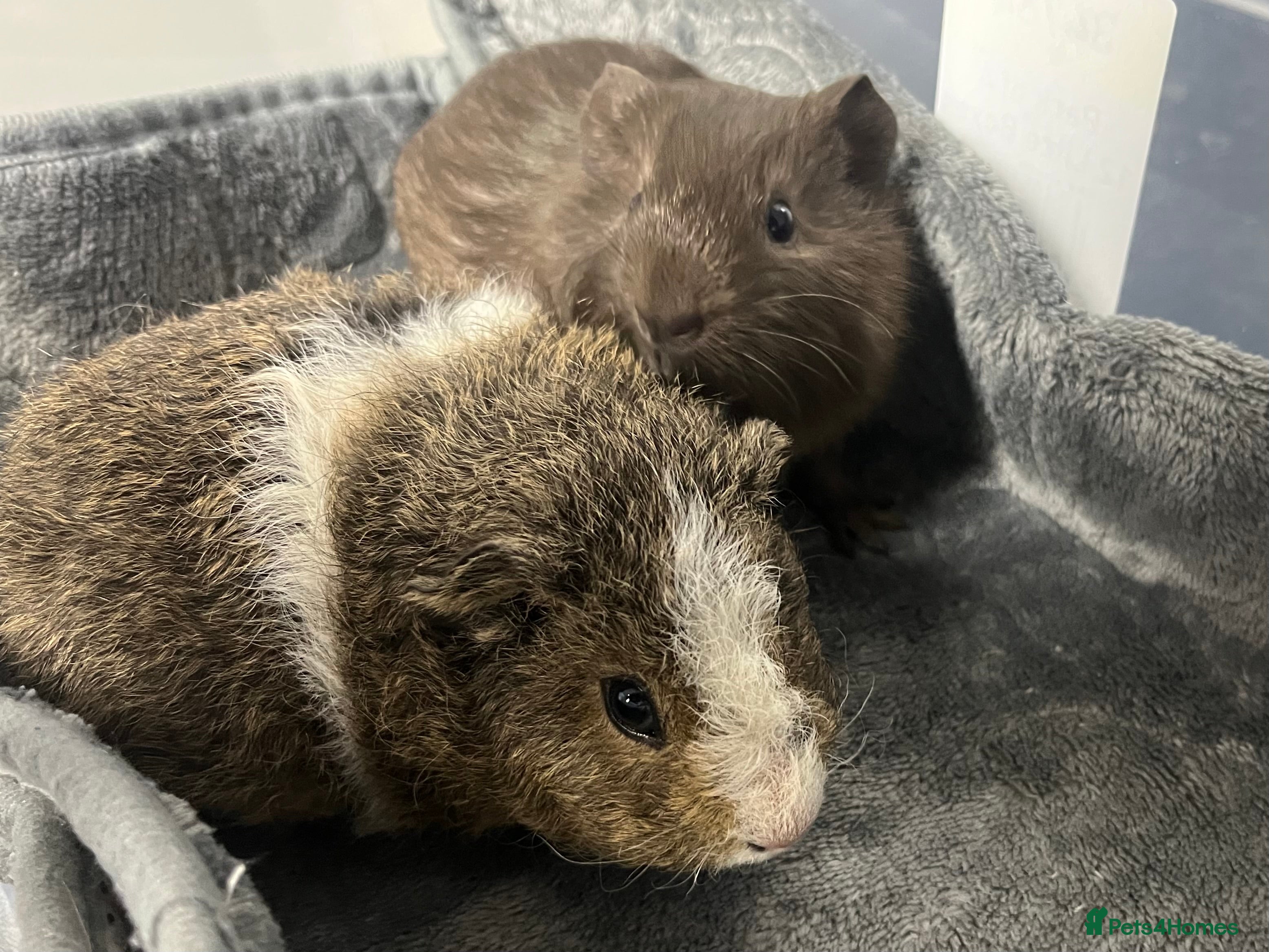 Guinea Pig rodents Adorable pair of bonded brothers. 5 weeks old  - Advert 2