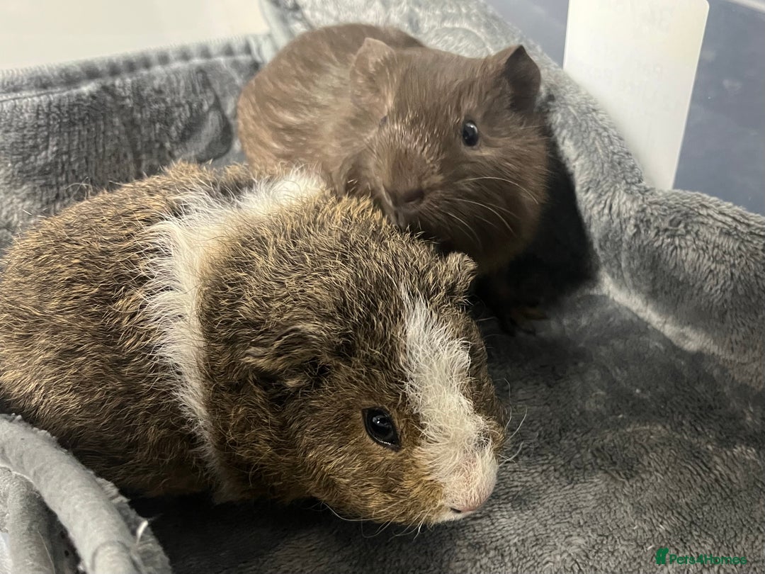 Guinea Pig rodents for sale: Adorable pair of bonded brothers. 5 weeks old  - Advert 1
