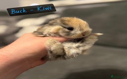 Mini Lop rabbits for sale: PURE BREED BABY MINI LOPS - Image 2