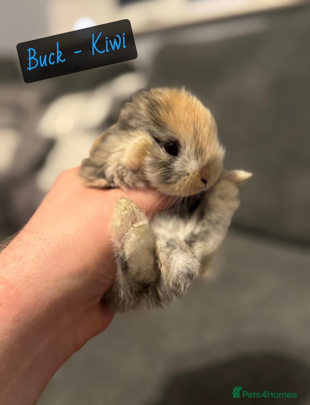 Mini Lop rabbits for sale: PURE BREED BABY MINI LOPS - Image 2