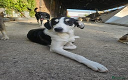 Mixed Breed dogs for adoption: OTIS - a Handsome and gentle boy for a Loving Home - Image 20