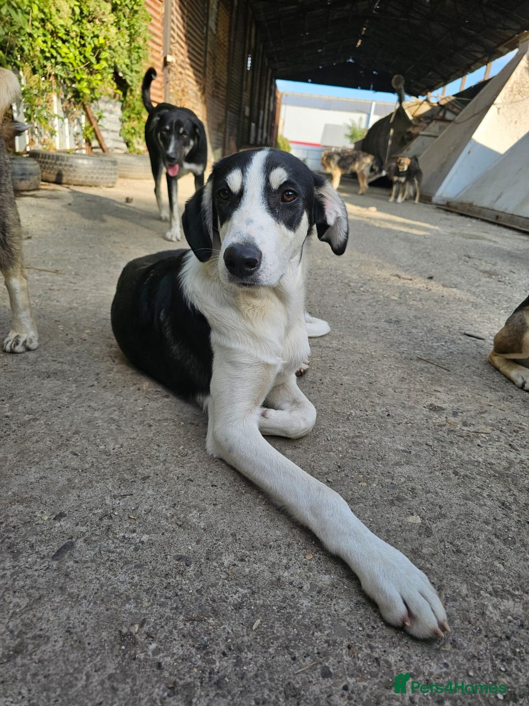 Mixed Breed dogs for adoption: OTIS - a Handsome and gentle boy for a Loving Home - Image 20