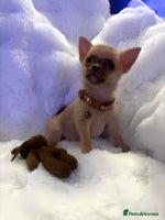 Pomchi dogs - Advert 4