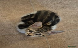 Mixed Breed cats for sale: Adorable 7 Mixed Breed Kittens 🐾 - Image 24