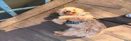 Cockapoo dogs for sale: 10 month old Cockapoo  - Advert 4