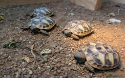 Tortoise reptiles for sale: For Sale Hermann Tortoise - Image 4