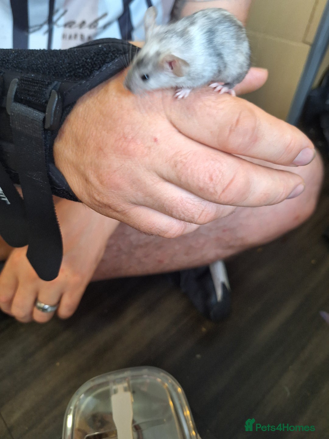 Mouse rodents for sale: Baby female fancy tri colour mice  - Image 5