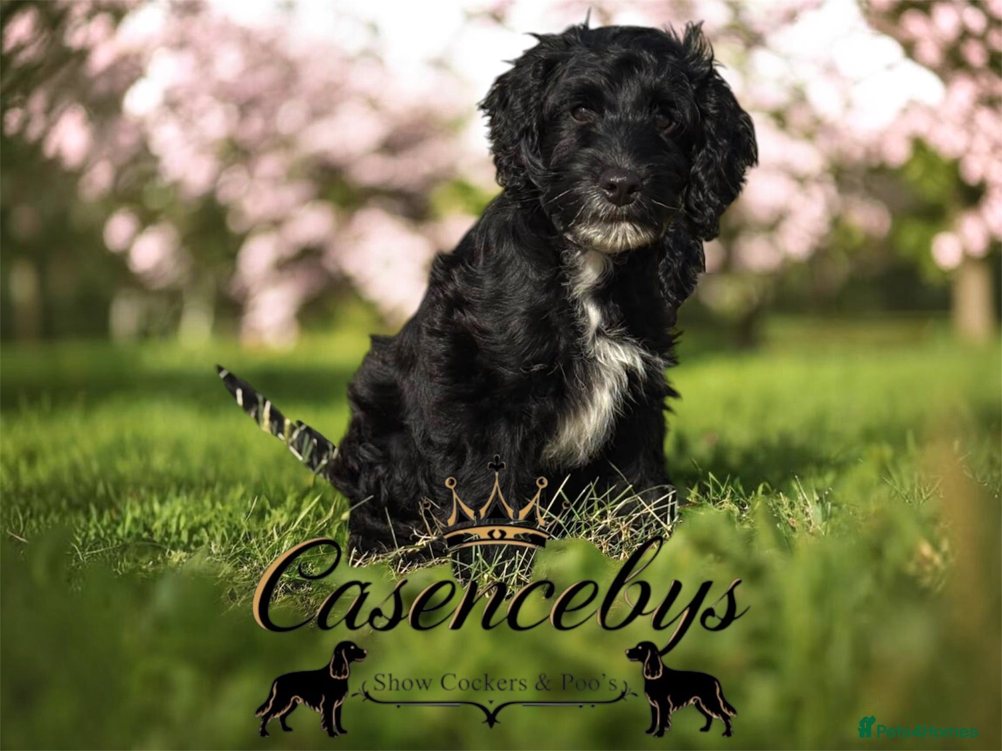 Cockapoo dogs READY NOW- DNA CLEAR F1 miniature cockapoos - Advert 1