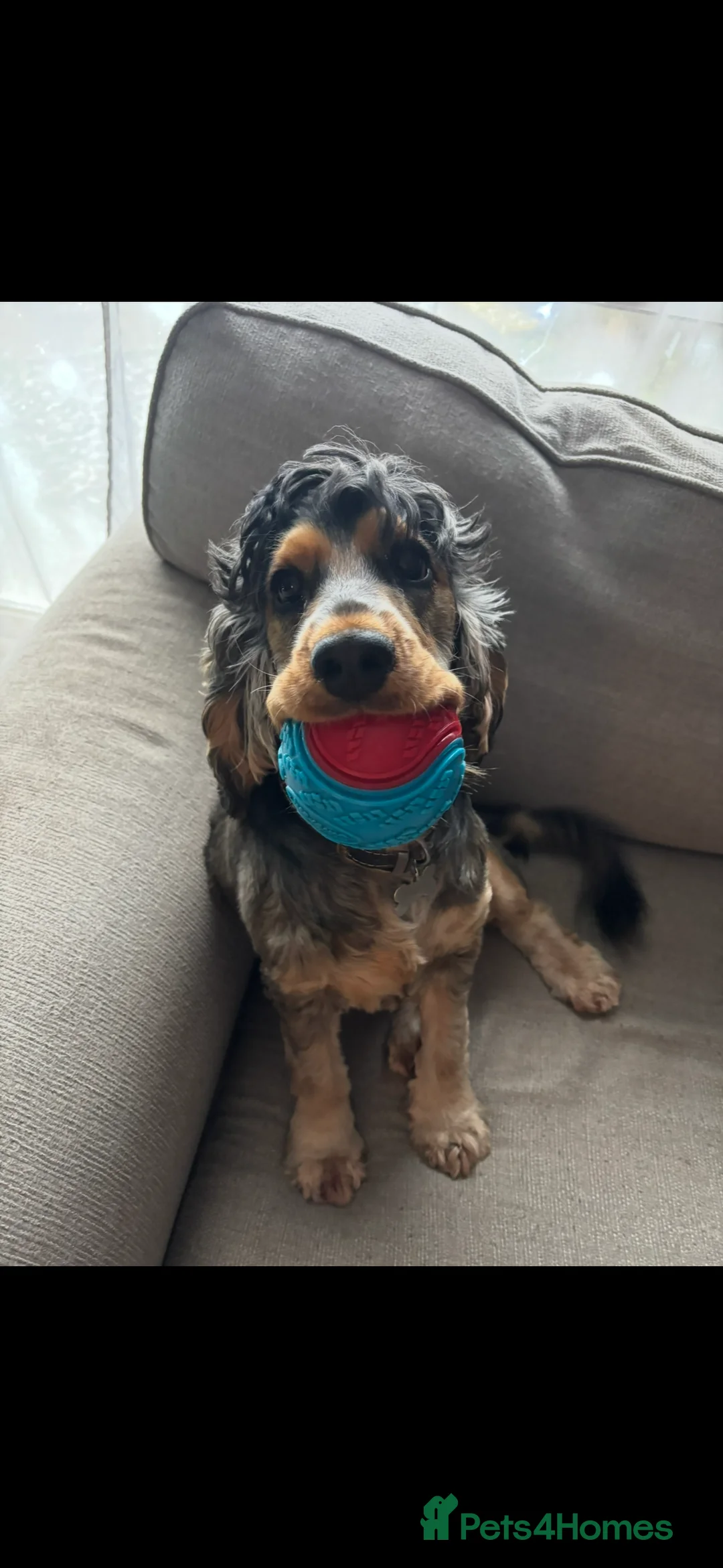 Cocker Spaniel dogs for sale: Female Cocker Spaniel - Advert 2