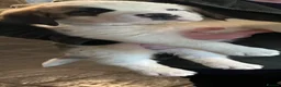 Saint Bernard dogs for sale: 8 Beautiful Saint Bernard pups  in Alcester - Advert 4