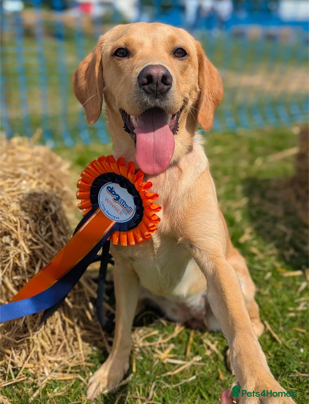 Labrador Retriever dogs  Beautiful KC registered Labrador retriever puppy - Advert 12