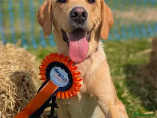 Labrador Retriever dogs Beautiful KC registered Labrador retriever puppy - Advert 15