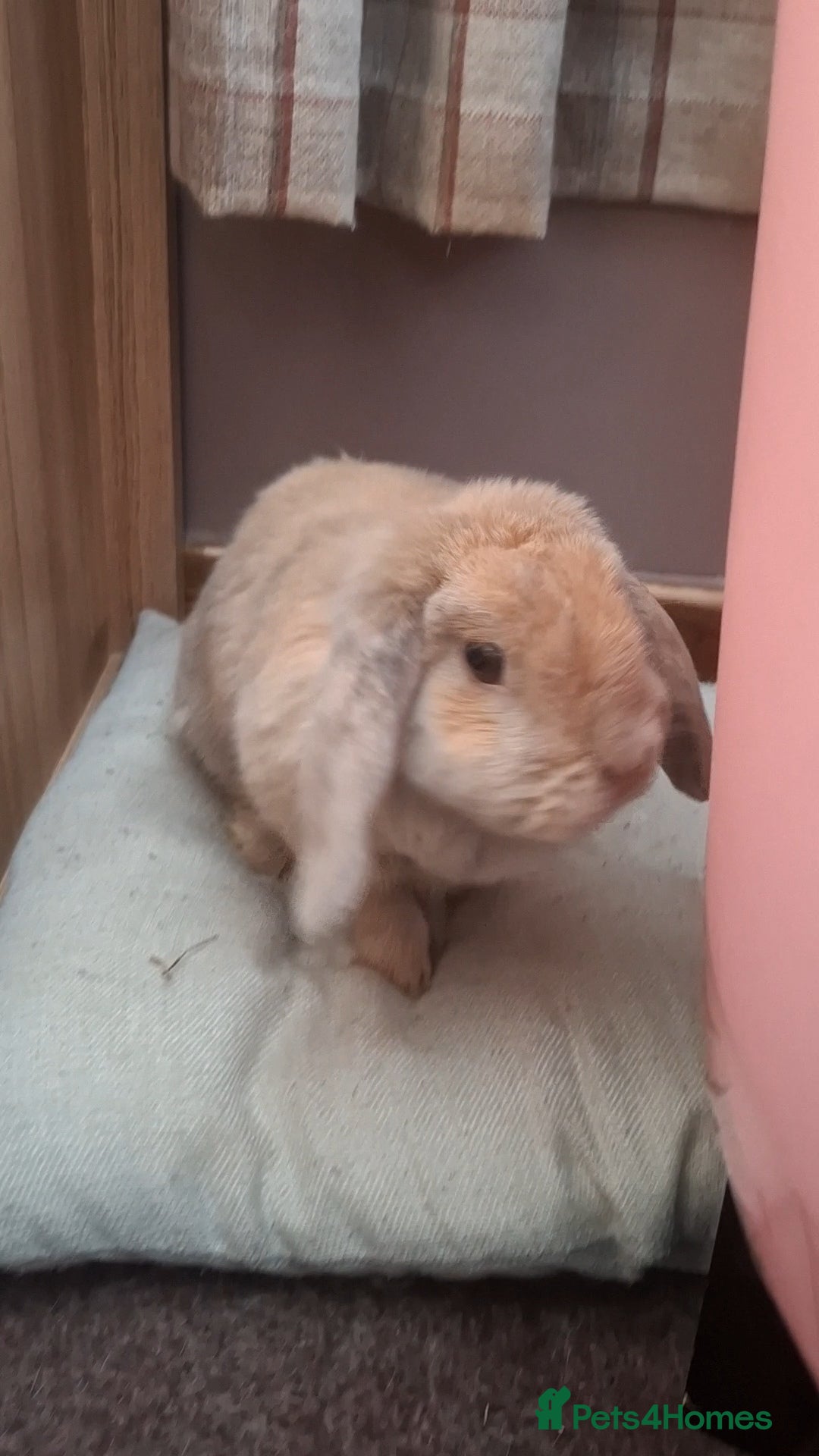 Dwarf Lop rabbits for sale: Beautiful mini lop for sale - Advert 2