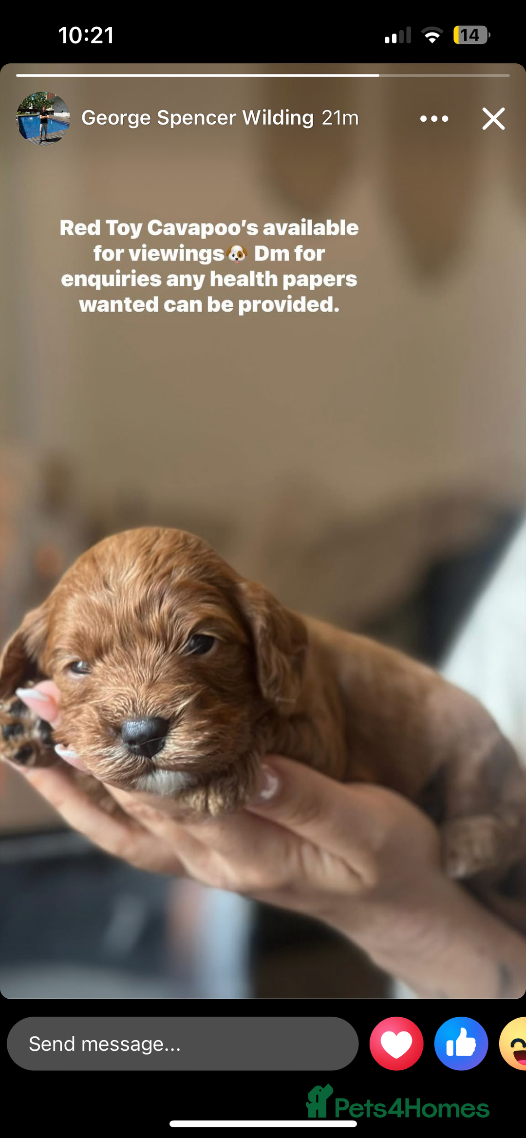 Cavapoo dogs for sale: RED toy cavapoo puppiees  - Image 6