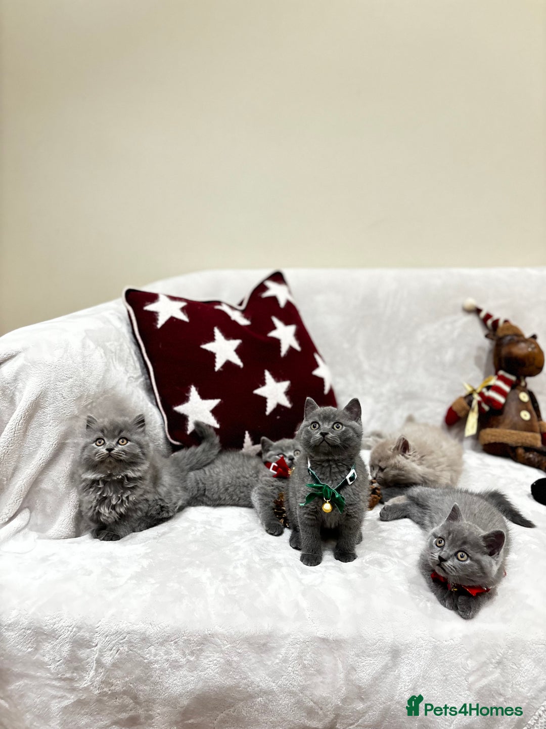 British Shorthair cats for sale: British Shorthair Kittens - Advert 14