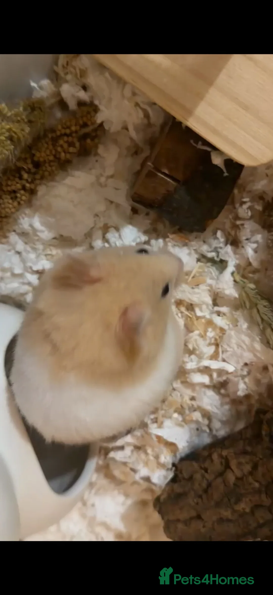 Hamster rodents for sale: Female Syrian 6 weeks in Clacton-on-Sea - Advert 8