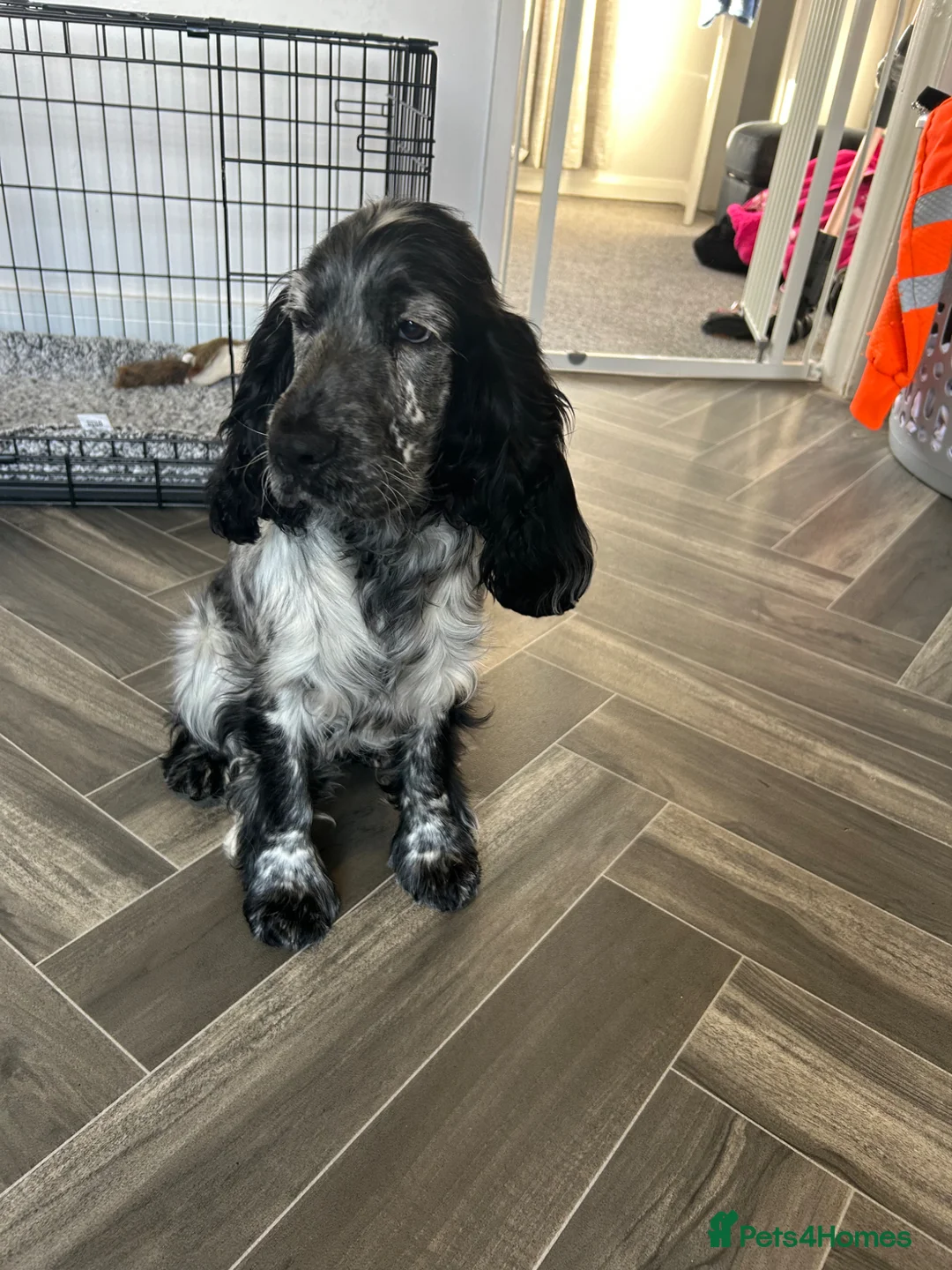 Cocker Spaniel dogs for sale: English cocker spaniel - Advert 1