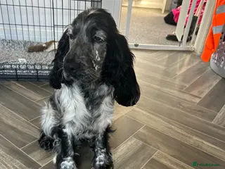 Cocker Spaniel dogs English cocker spaniel - Advert 3