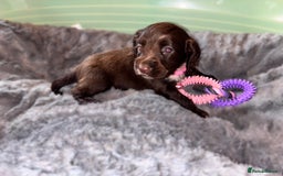 Sprocker dogs for sale: Beautiful litter of working type sprockers  - Image 11