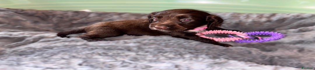 Sprocker Puppy 7