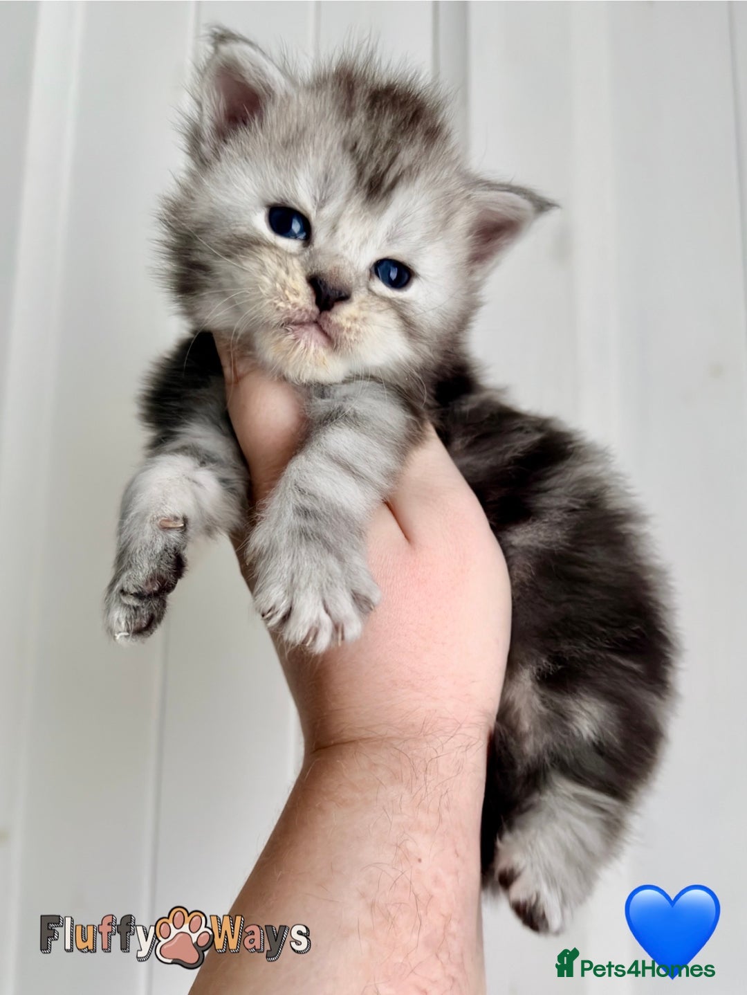 Maine Coon cats for sale: 🐾💠 *TICA REG* SILVER MAINE COON KITTENS 💠🐾 - Advert 1