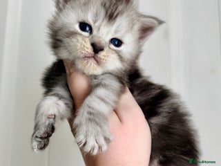 Maine Coon cats 🐾💠 *TICA REG* SILVER MAINE COON KITTENS 💠🐾 - Advert 5