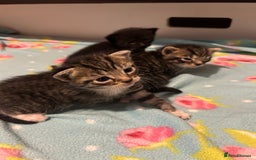 Domestic Shorthair cats for sale: Domestic shorthair - Image 8