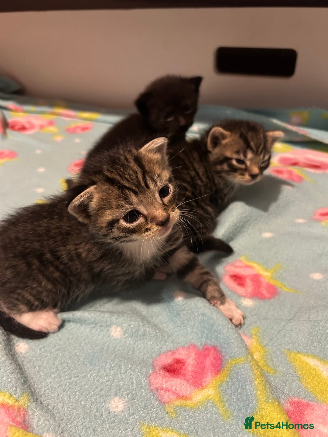 Domestic Shorthair cats for sale: Domestic shorthair - Image 8