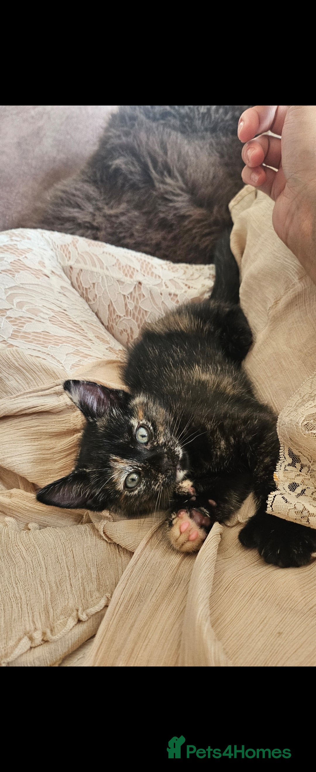 Mixed Breed cats for sale: 4 adorable kittens | ragdoll mix - Image 16
