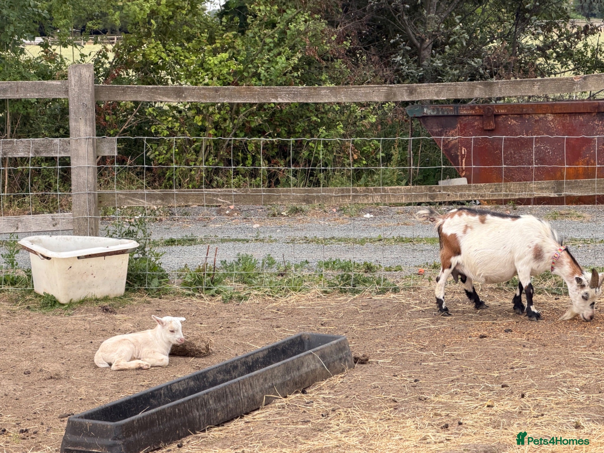 Goats livestock 4 pigmy nanny’s in kid for sale 1 with kid - Advert 4