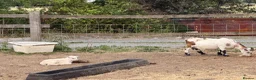 Goats livestock for sale: 4 pigmy nanny’s in kid for sale 1 with kid - Advert 1