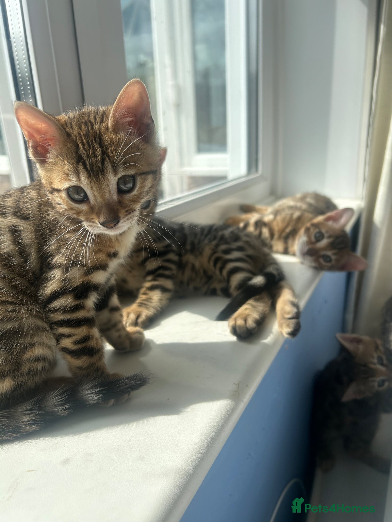Bengal cats Stunning Purebred Bengal Kittens - Advert 1