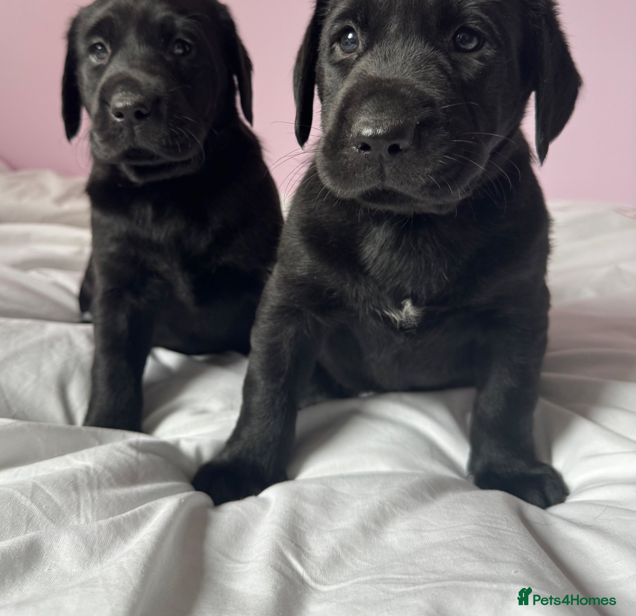 Labrador Retriever dogs for sale: Labrador pups fox red and black  - Advert 12