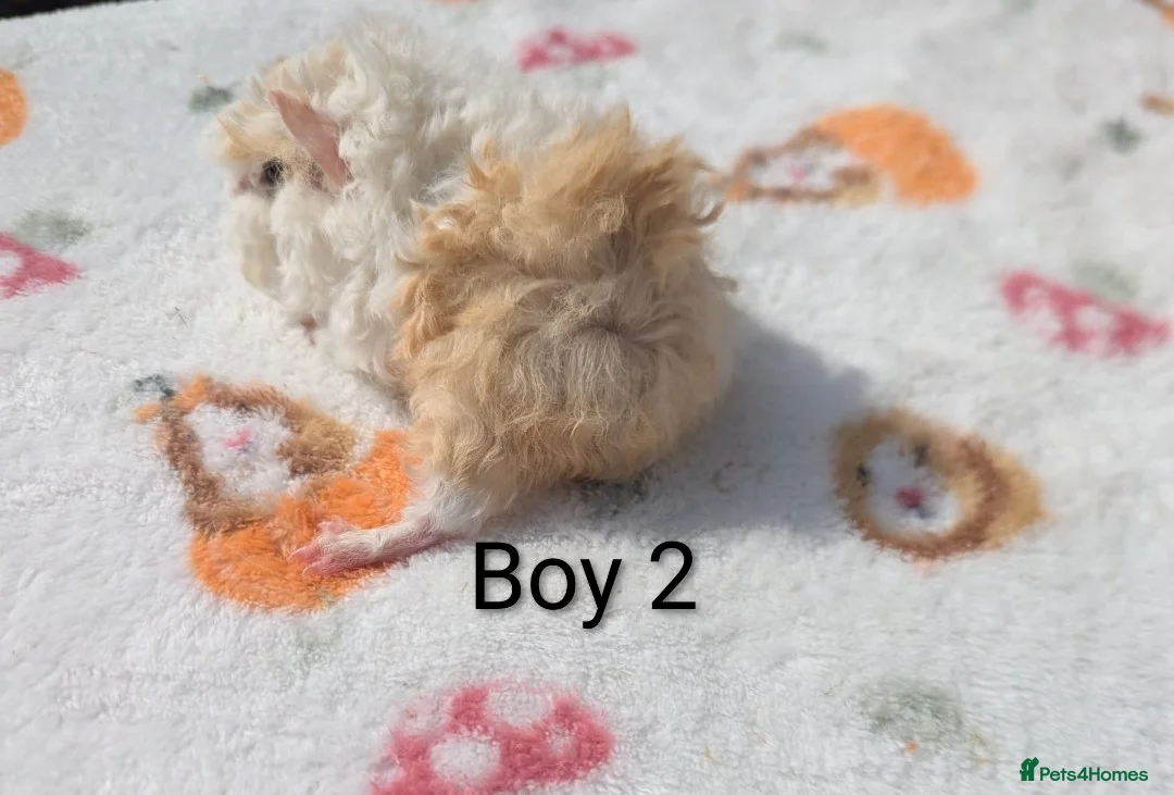 Guinea Pig rodents for sale: Longhaired Lunkarya and texel guinea pigs  - Advert 2