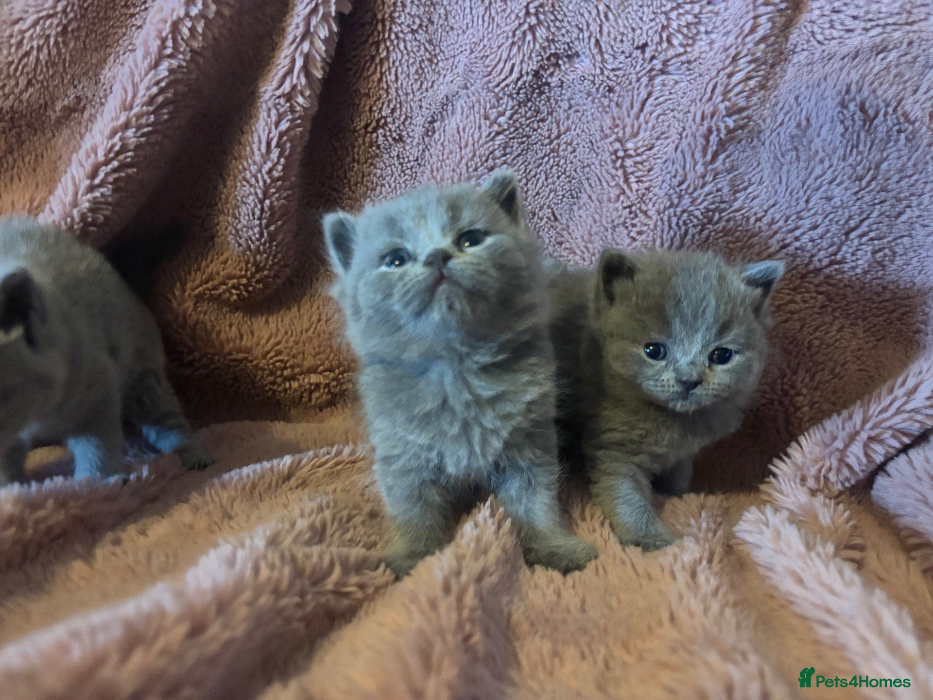 British Shorthair cats British blue shorthair kittens available 22/10 - Advert 1