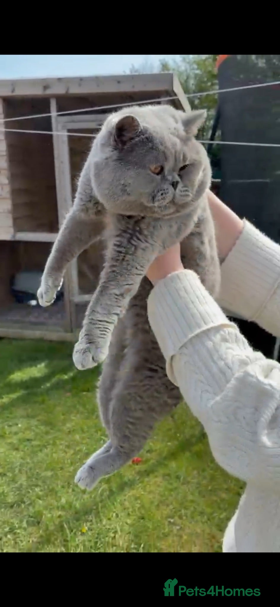 British Shorthair cats British Blue Stud Boy for sale - Advert 1