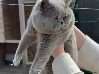 British Shorthair cats British Blue Stud Boy for sale - Advert 1