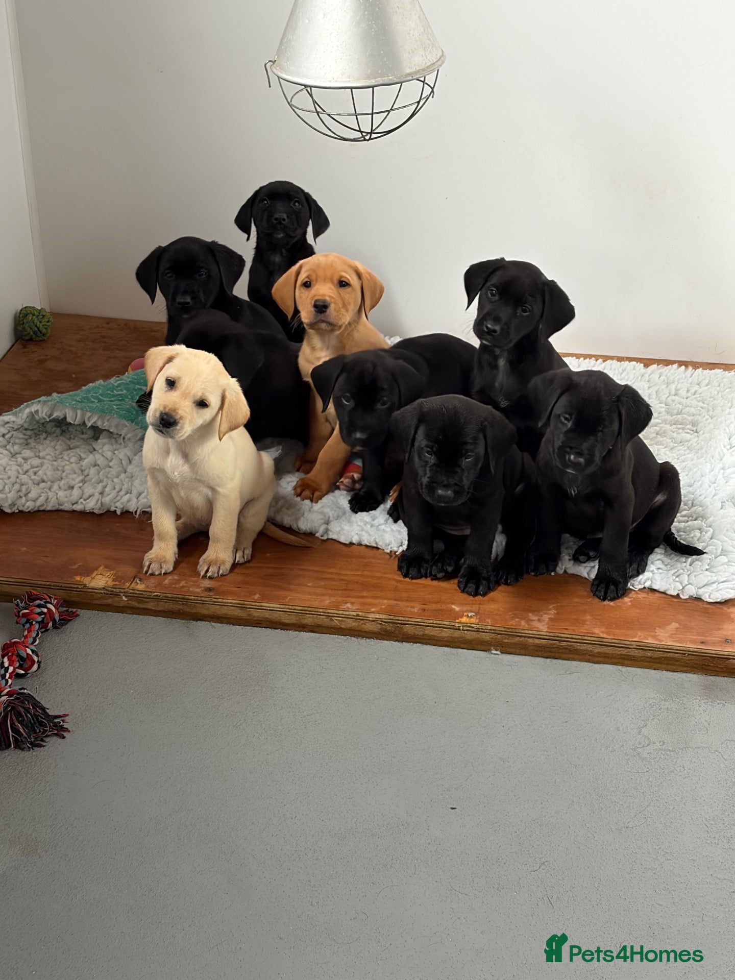 Labrador Retriever dogs KC registered Lab pups - Advert 1