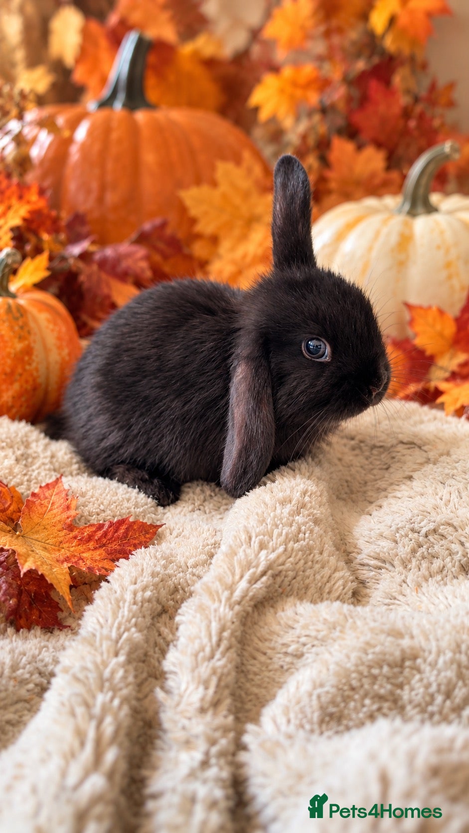 Mini Lop rabbits 🩶Beautiful Black & Grey Mini Lop Baby Rabbits🖤 - Advert 1