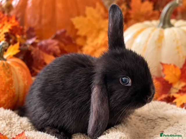 Mini Lop rabbits 🩶Beautiful Black & Grey Mini Lop Baby Rabbits🖤 - Advert 1