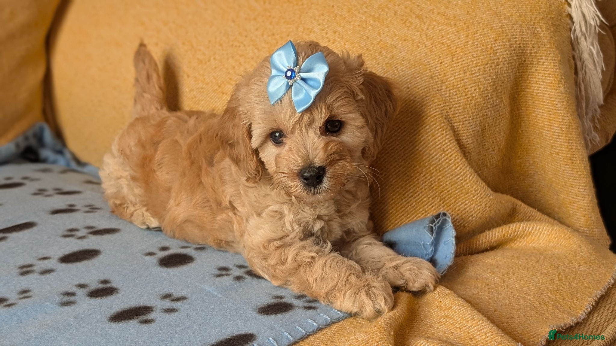 Maltipoo dogs Stunning Toy Maltipoo Puppies  - Advert 1