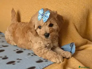 Maltipoo dogs Stunning Toy Maltipoo Puppies - Advert 1