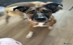 Mixed Breed dogs for sale: Pepper  - Advert 5