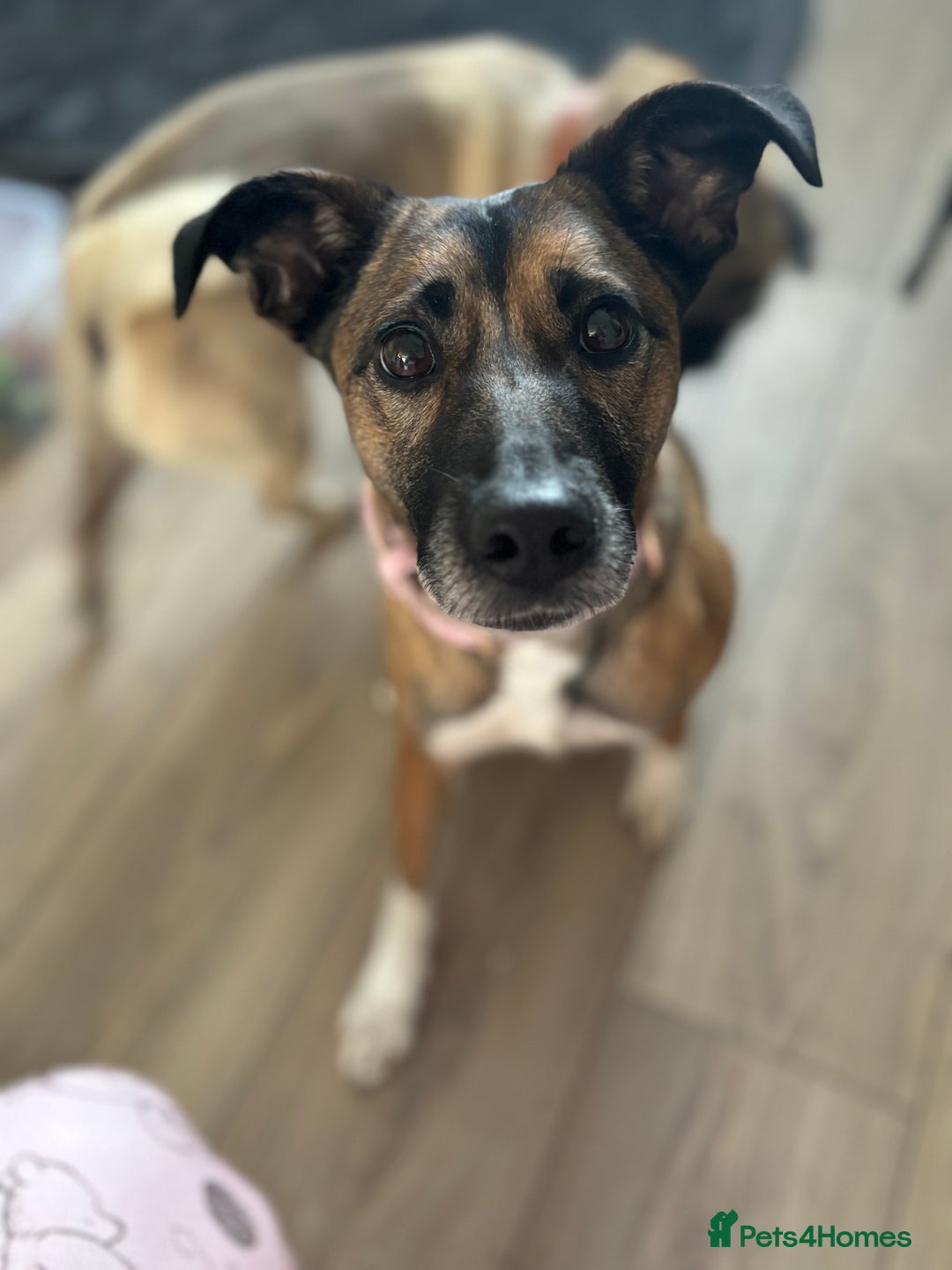 Mixed Breed dogs for sale: Pepper  - Advert 5